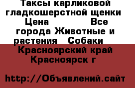 Таксы карликовой гладкошерстной щенки › Цена ­ 20 000 - Все города Животные и растения » Собаки   . Красноярский край,Красноярск г.